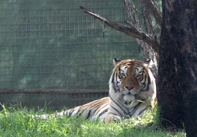 Tiger, Western Plains Zoo