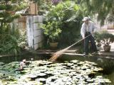 In the bonsai garden