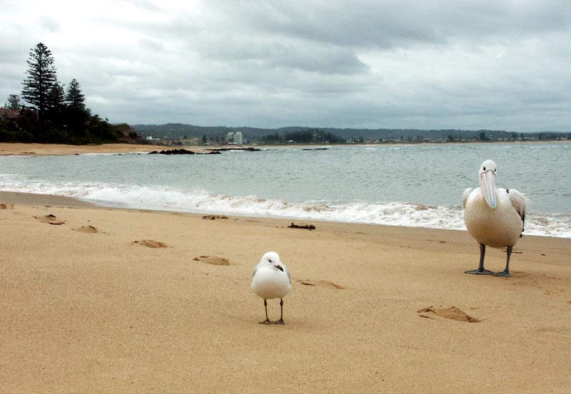 Beach birds