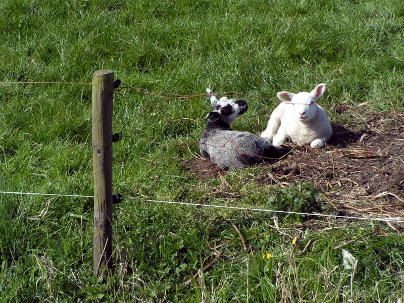 Lambs