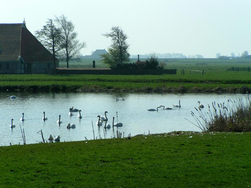 Swans