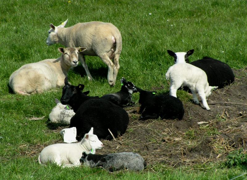 Sheep4
