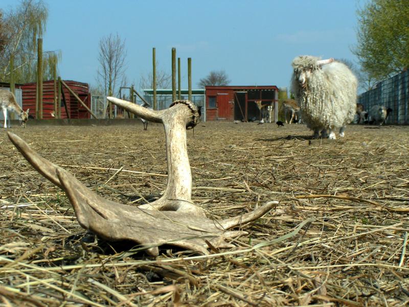 Lost... and found Antler