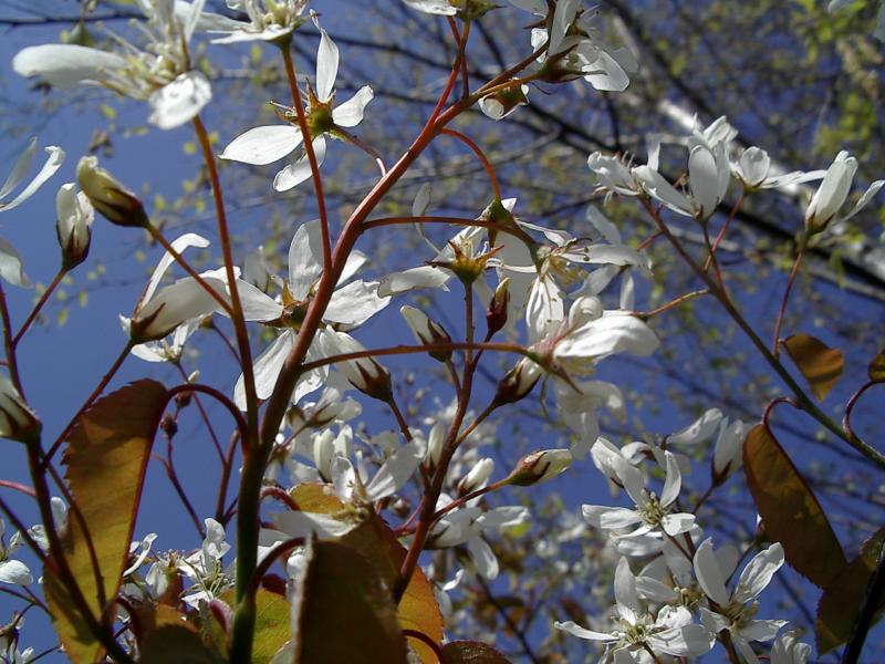 White Flowers, Blue Sky