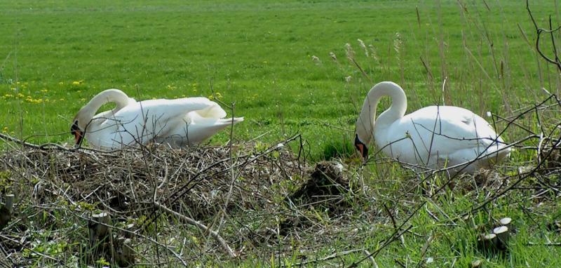 Swans