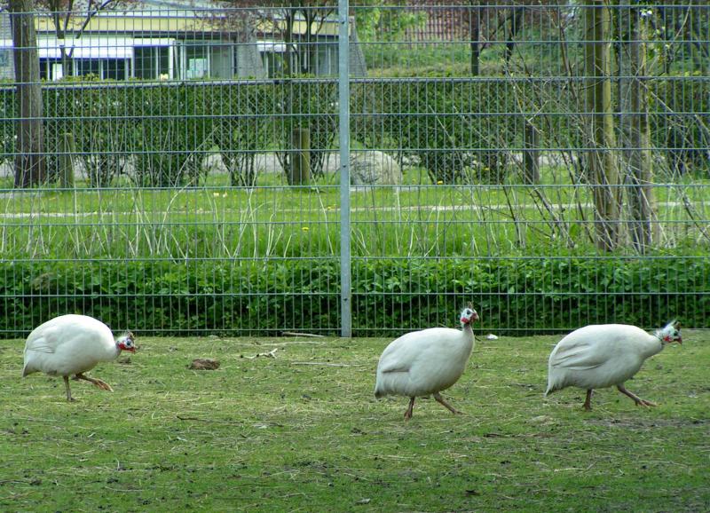 Guinea Fowl