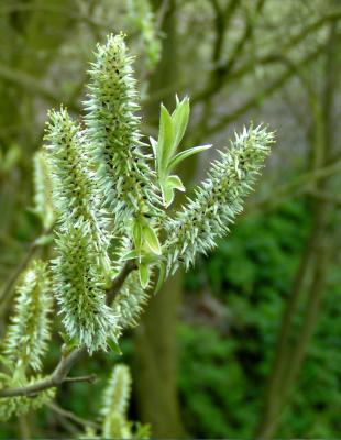 Catkin