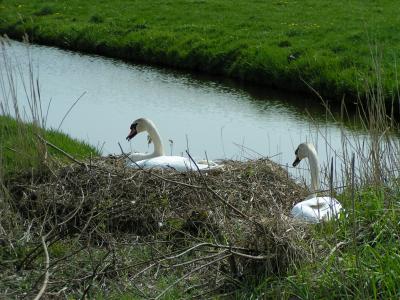 Swan Breedingground