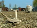 Lost... and found Antler