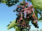 Some kind of berries