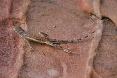 Lizard in the Desert