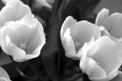 Spring in Black and White