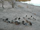 Ducks at Roper Lake