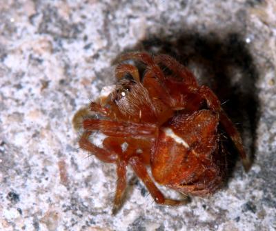 IMG3091_spider.jpg