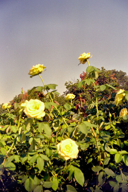 Yellow Roses