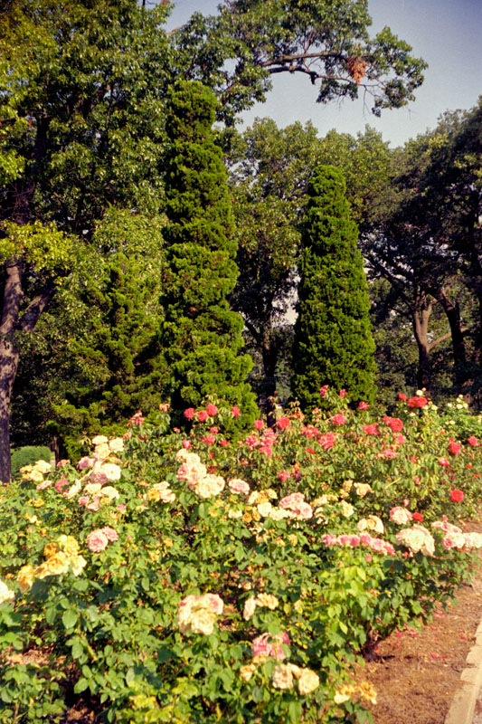 Red and Yellow Roses
