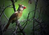 Perdenales Falls Cardinal