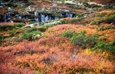 Norway017_Scenery_Telemarken.jpg