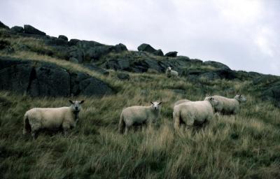 Norway045_Sheep_Hjelmeland.jpg