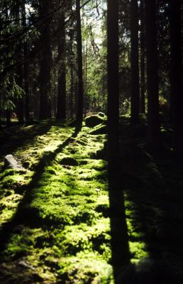 mNOR069_Wood_Hjelmeland.jpg