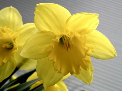 Daffodil