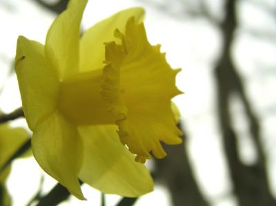 Another Daffodil