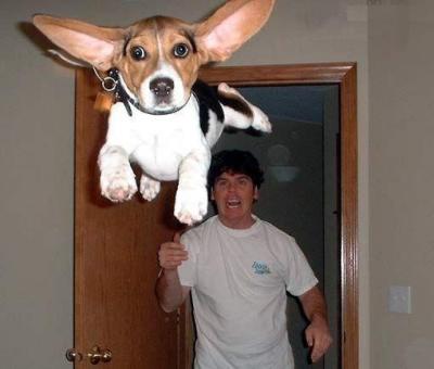 chienvolant