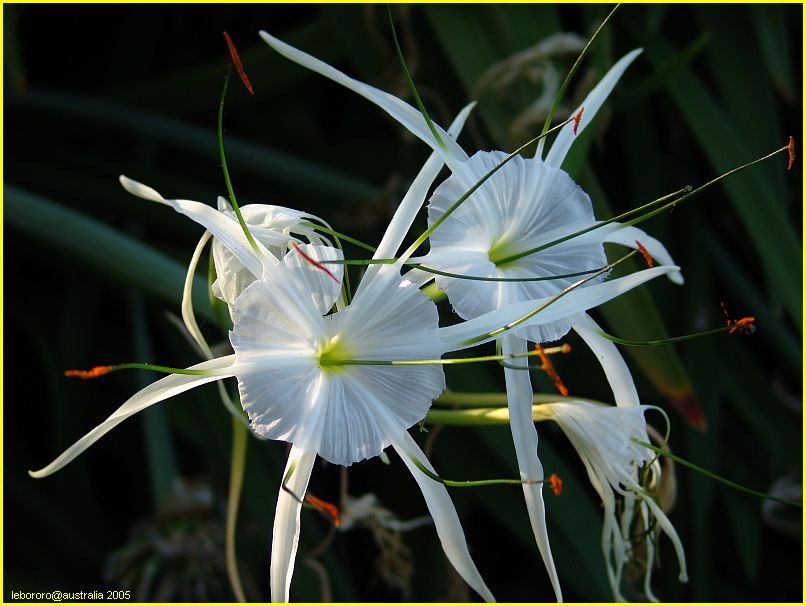 spider lily - lys araigne (du jardin)