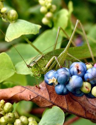 blue berries, green grasshopper