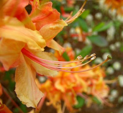 Azalea, Flame
