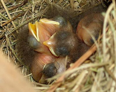 2-day old Nestlings