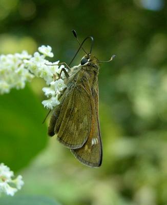 Sachem Skipper