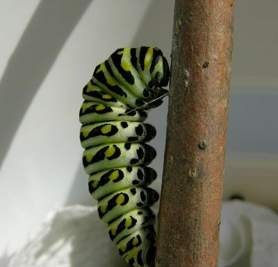 Eastern Black Swallowtail Caterpillar