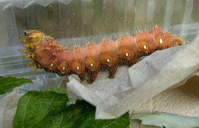 Imperial Moth Caterpillar (7704)