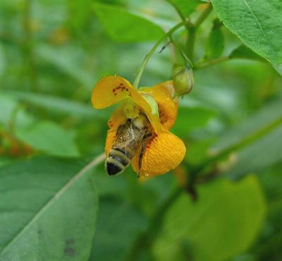 Honey Bee