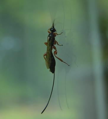 Xorides sp.