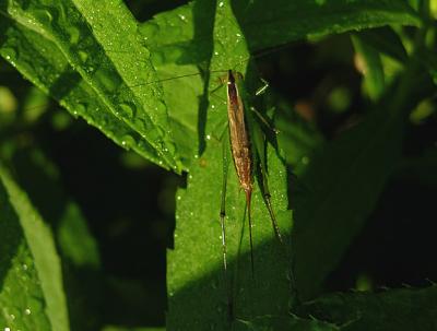 Meadow Katydid