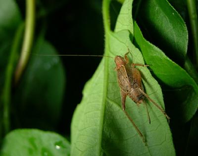 Bush cricket