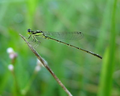 Fragile Forktail