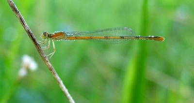 Citrine Forktail