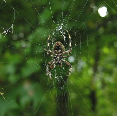 Neoscona crucifera