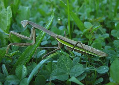Narrow-winged Mantid