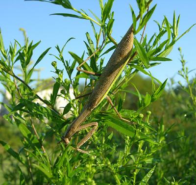 Narrow-winged Mantid