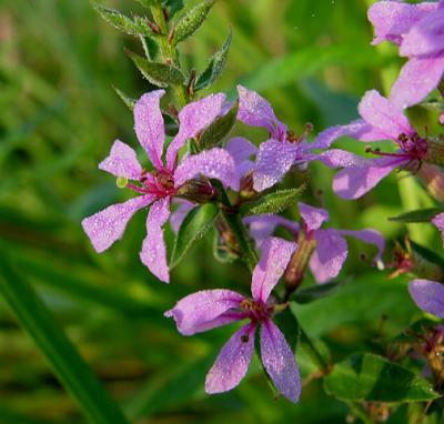 Loosestrife, purple