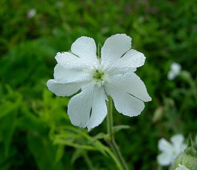 Campion, White