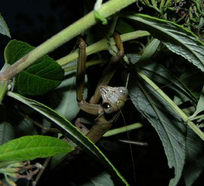 Chinese Mantid