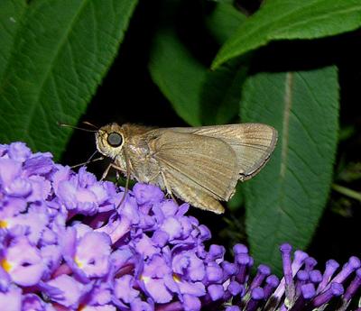 Eufala Skipper
