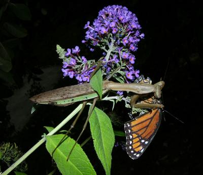 Chinese Mantid with Viceroy Butterfly Prey