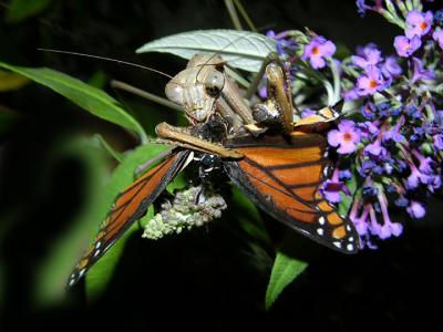 Chinese Mantid