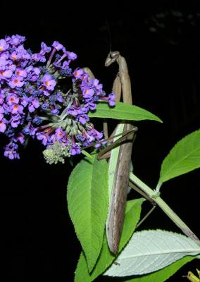 Chinese Mantid